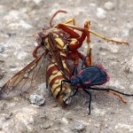 Red-shouldered Bug - Cannibals