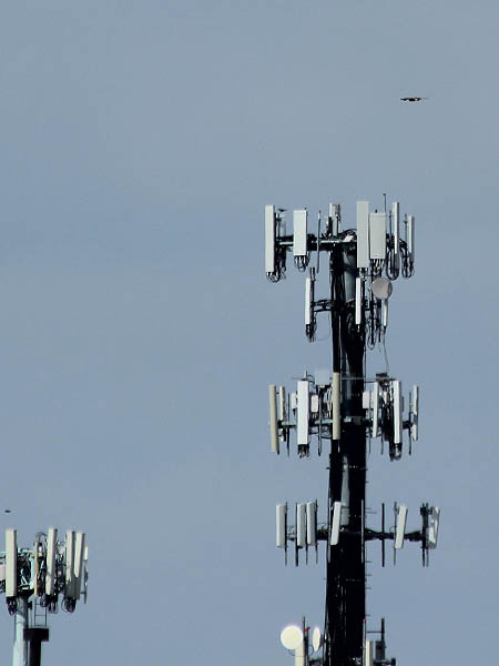The male Red-tailed Hawk approaches the cell phone tower.