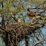 Red-tailed Hawk – Baylor Nest Update 8