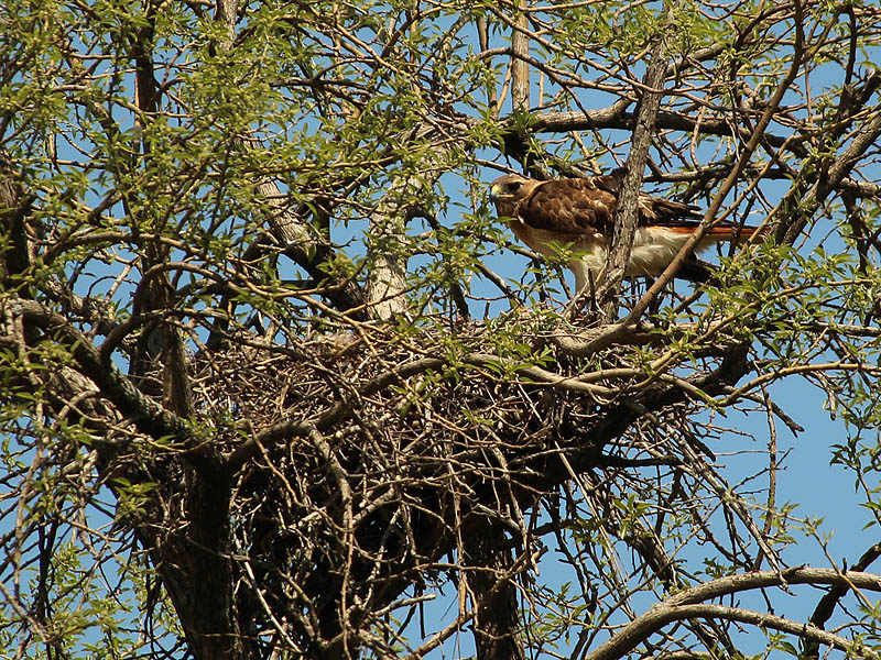 This is the  female perched above the nest.  