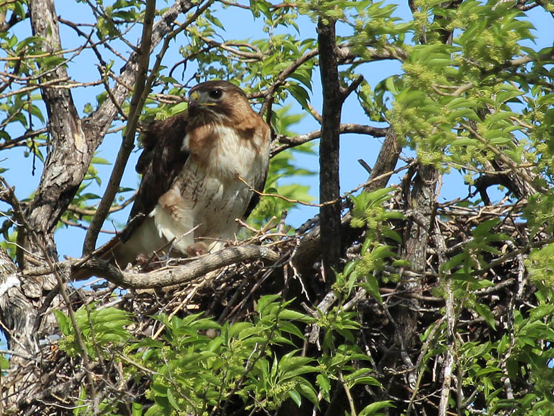 Red-tailed Hawk – Baylor Nest Update 9