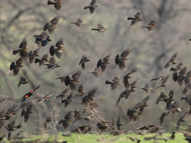Red-winged Blackbird - A Cloud of Birds
