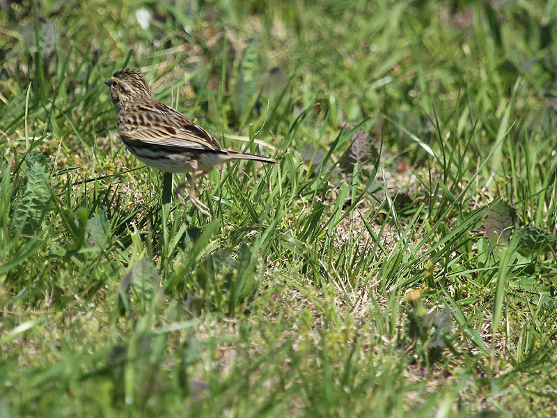 Savannah Sparrow - Short Grass