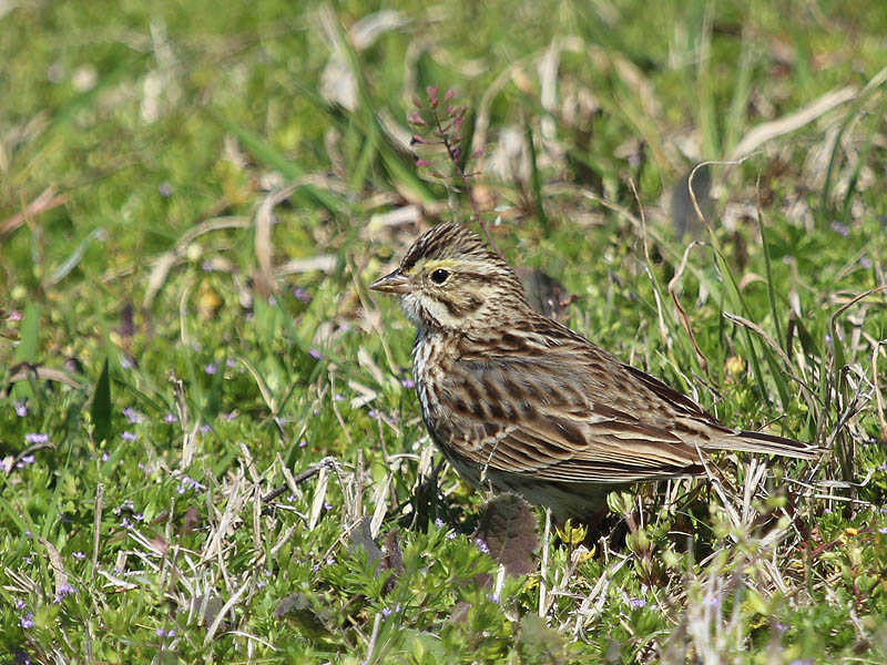 Savannah Sparrow - Short Grass