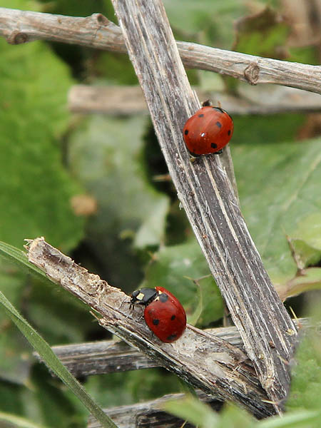 Seven-spotted Lady Beetles - VCDB