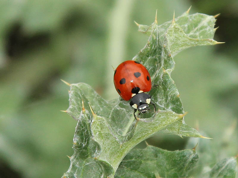 Seven-spotted Lady Beetles - VCDB