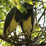 Tricolored Heron - UTSWMC Nest