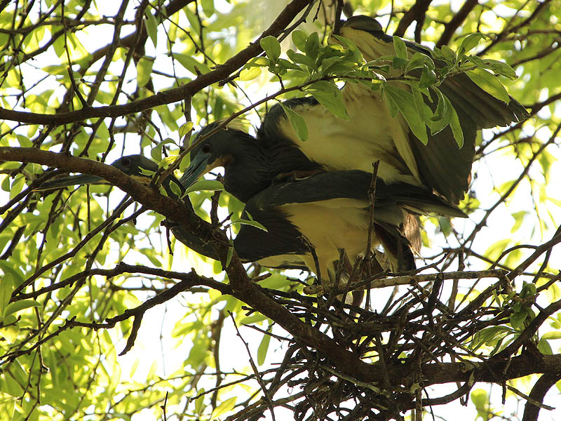 Tricolored Heron - UTSWMC Nest