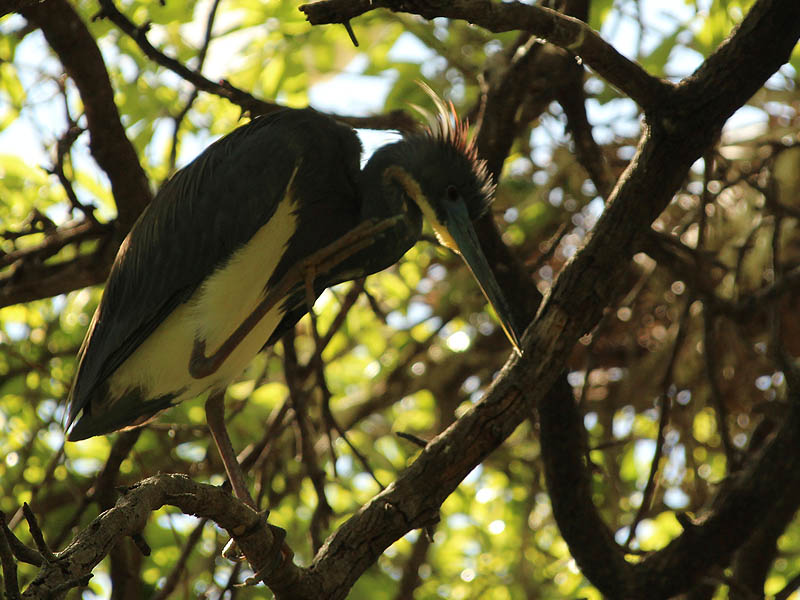 Tricolored Heron - UTSWMC Nest