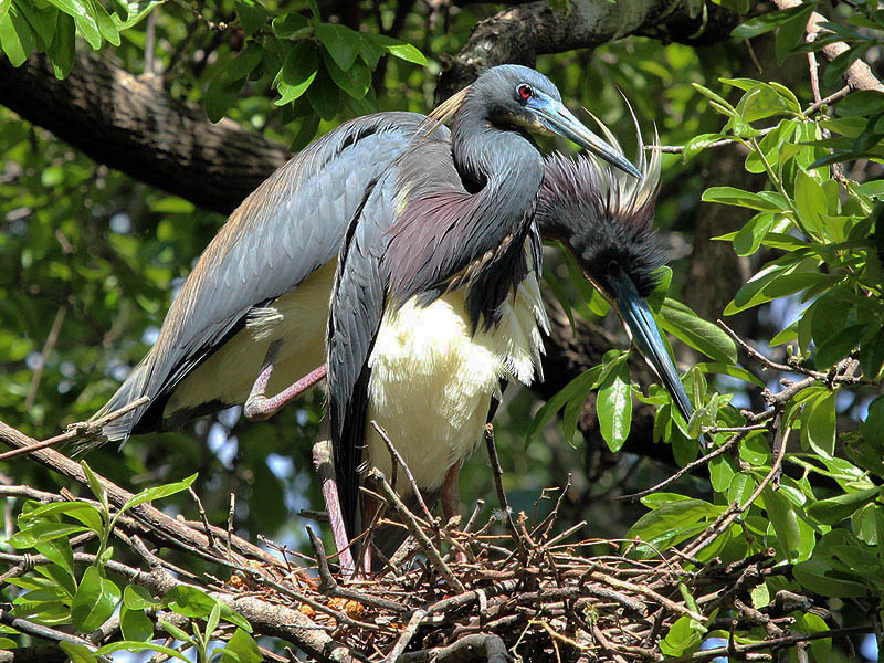 Tricolored Heron - UTSWMC Nest Update 1
