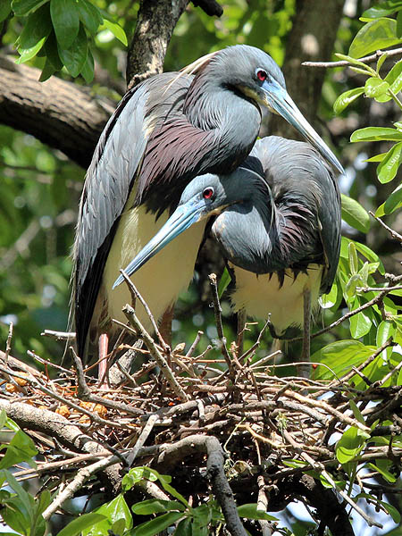 Tricolored Heron - UTSWMC Nest Update 1