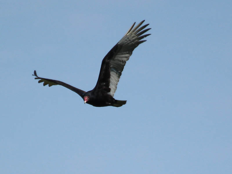 Turkey Vulture - Flyby