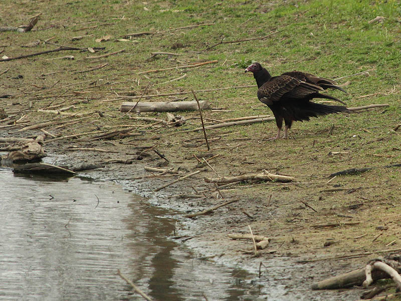 A Turkey Vulture coming to the pond's edge for his morning drink.