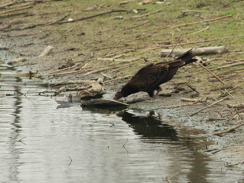 A Turkey Vulture drinking from one of the holding tanks at the VCDB.