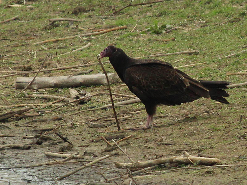 After stepping away from the water, the Turkey Vulture began to fiddle with this stick.