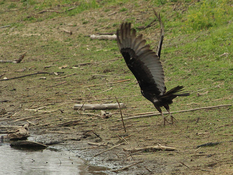 It takes a lot of effort to get the big Turkey Vulture airborne.