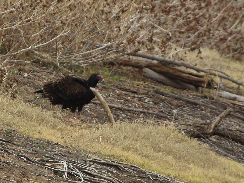 A pond hopping Turkey Vulture.