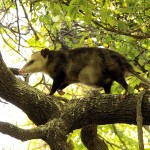 Virginia Opossum - Precarious