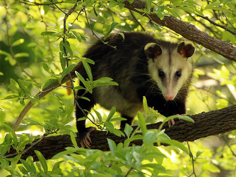Virginia Opossum - Precarious