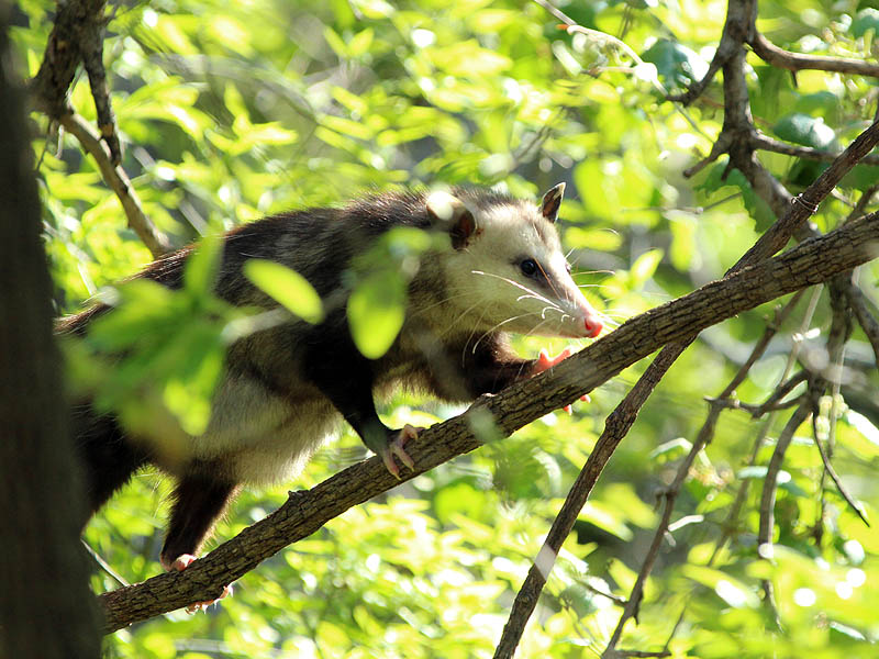 Virginia Opossum - Precarious