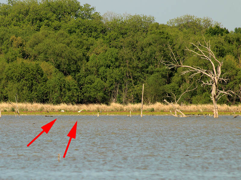 The arrows indicate the two Whooping Cranes on the east bank of Lake Ray Hubbard.