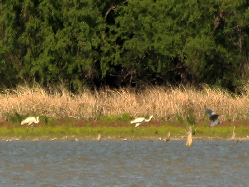 Here one of the Whooping Cranes moves to drive away an offending Great Blue Heron.