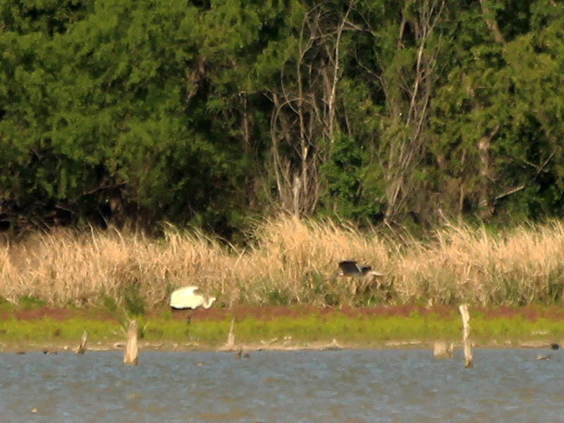 The crane encouraged the smaller heron to leave without much effort.
