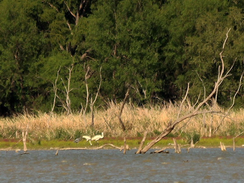 Whooping Cranes in Rowlett, Texas.