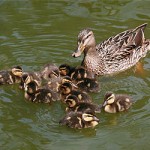 News - Duck and Ducklings Play in Frisco Pool