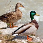 News - Plano Middle School Makes Way for Ducklings