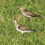 American Golden Plover - Pit Stop