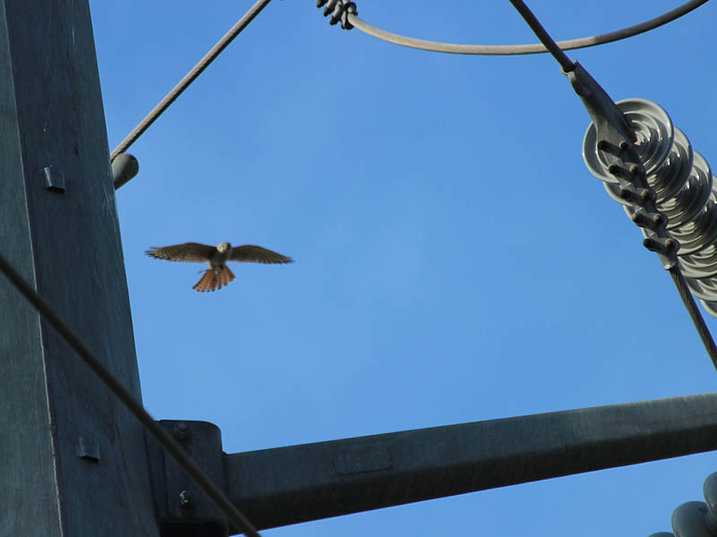 The female kestrel approaches the transmission tower carrying a prey animal in her talons.