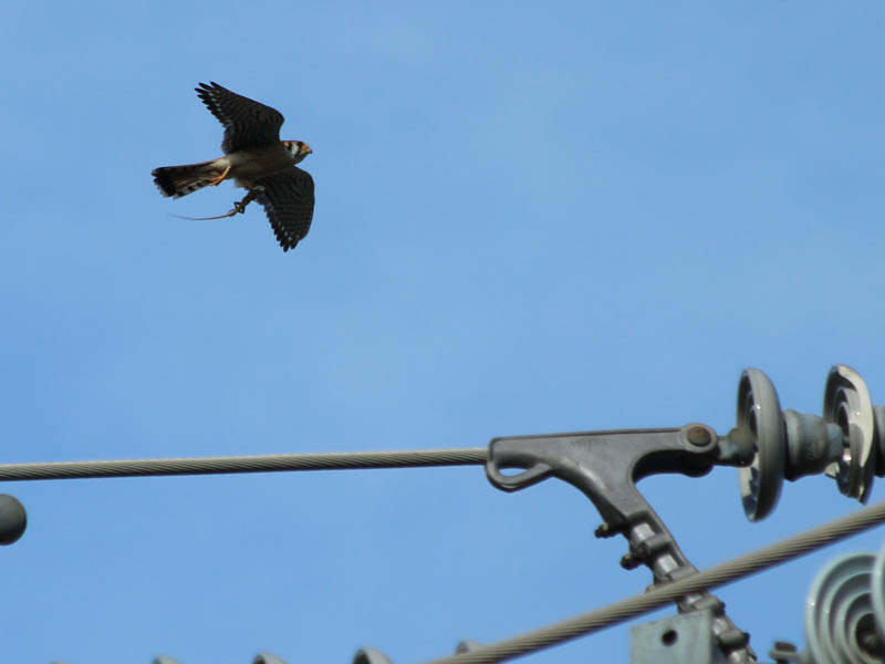 The kestrels moved about from wire to wire at the top of the tower, tempting each other with the food they had hunted.