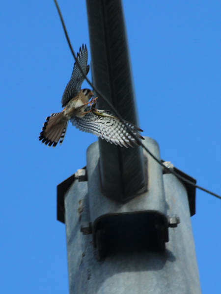 The male lands on a wire.