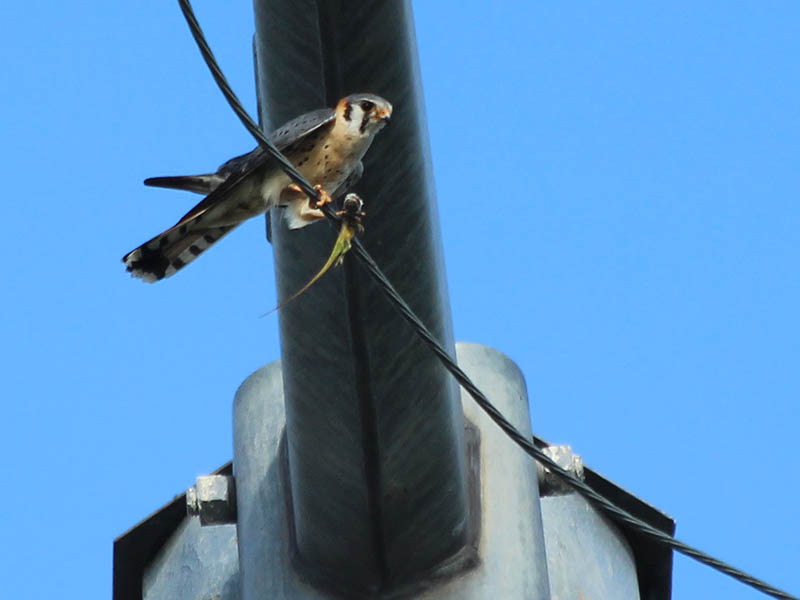 The male's slate gray wings are visible in this picture.  It is interesting to see how the kestrel clasps the wire with only one talon, and uses his other leg and the anole to brace himself.