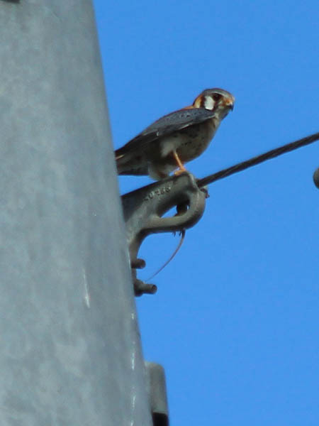 The male moves to a location near the top of the tower.  This spot is very close to the nest.