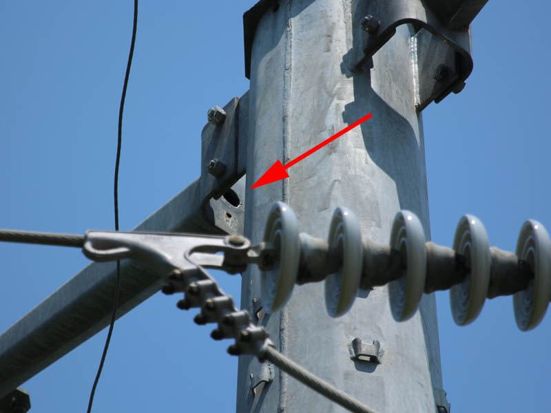 The arrow indicates the likely location of the nest cavity.