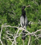 Anhinga - At UTSWMC