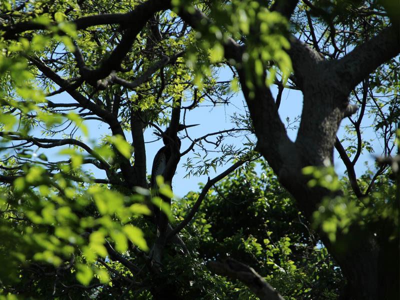 Sometimes Anhingas can be spotted through the brush.  Can you see this one?