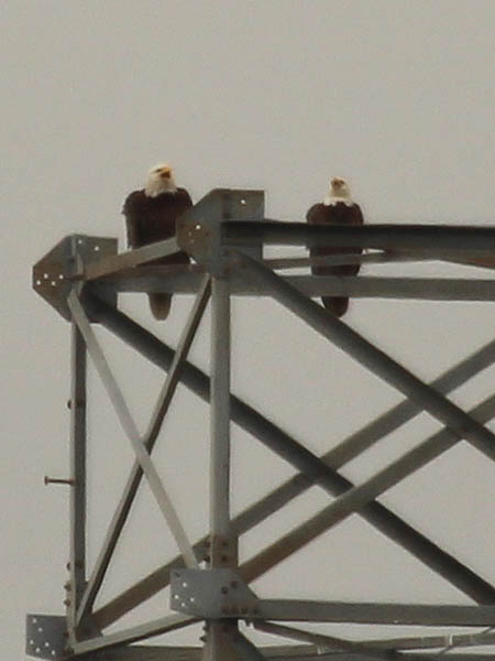 Bald Eagle – Tower Nest Update 13