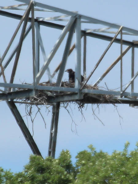 Bald Eagle - Tower Nest Update 14