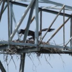 Bald Eagle - Tower Nest Update 14