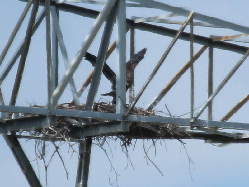 Bald Eagle - Tower Nest Update 14