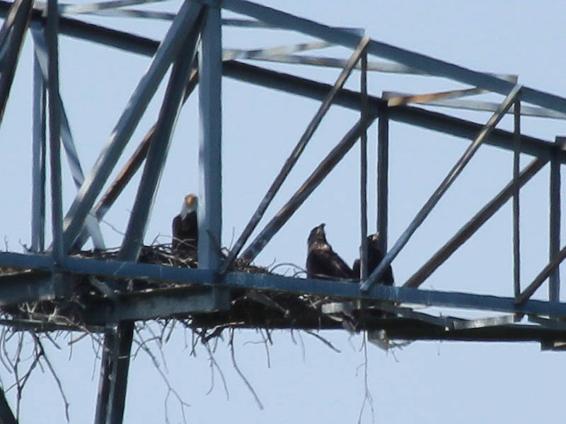 Bald Eagle - Tower Nest Update 15