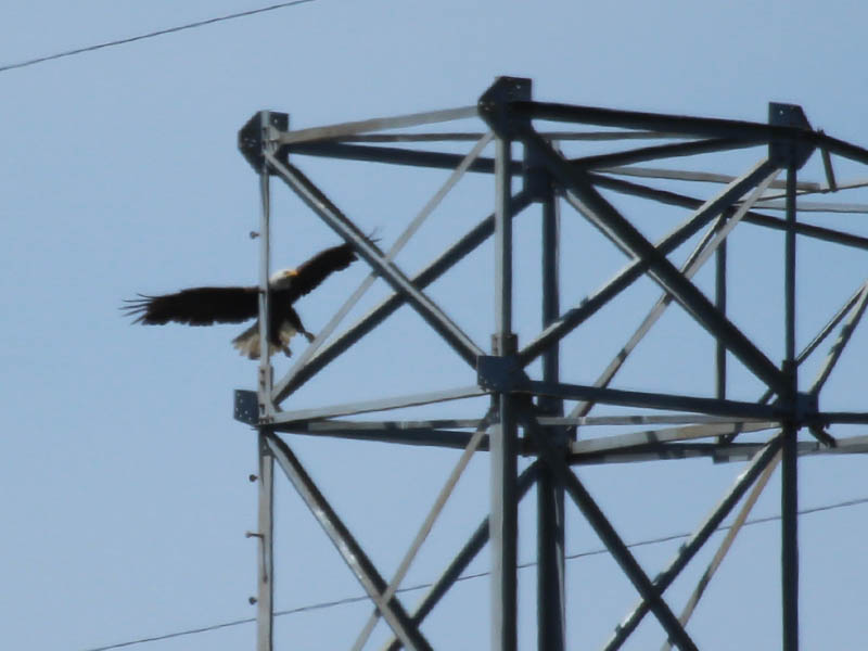 Bald Eagle - Tower Nest Update 15