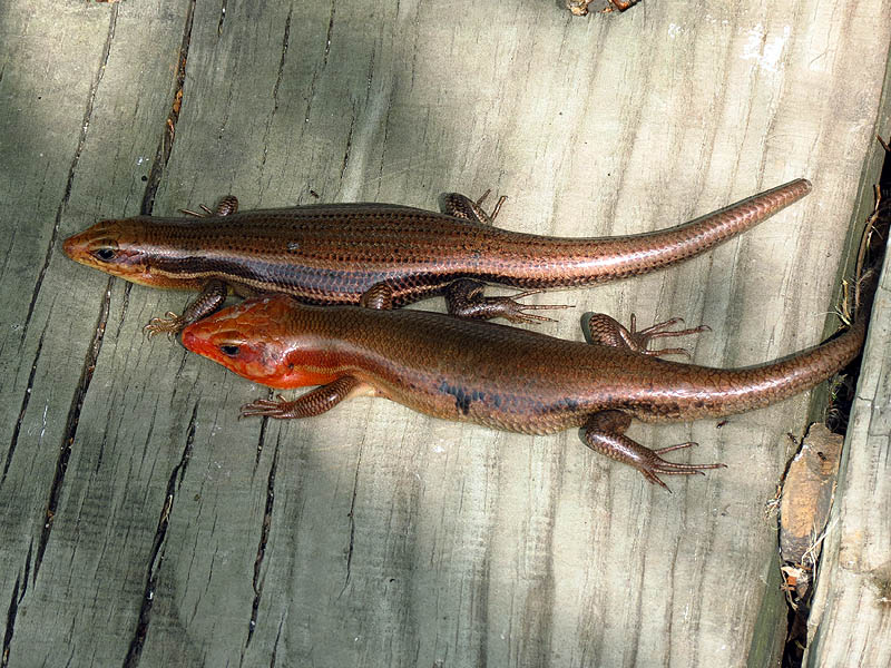 Broad-headed Skink - Courting