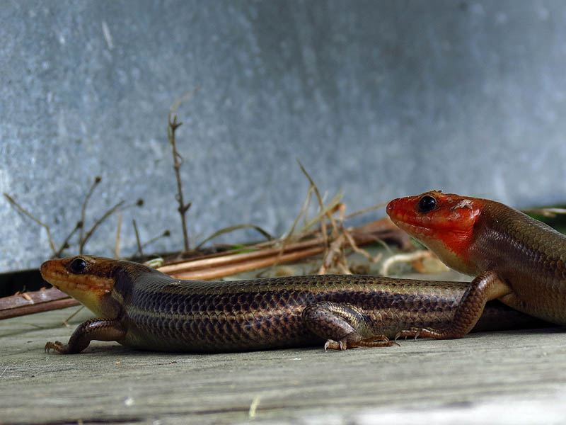 Broad-headed Skink - Courting