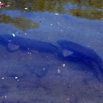 Common Carp - Big Fish