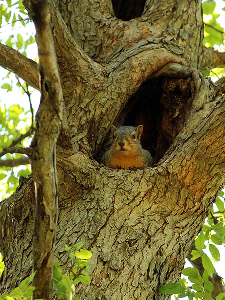 This squirrel is watching people go by from the safety of his den.
