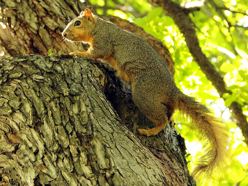 The fox Squirrels were very busy on this afternoon. There was a lot of nut collecting going on.  There was a lot of squirrel chasing squirrel.